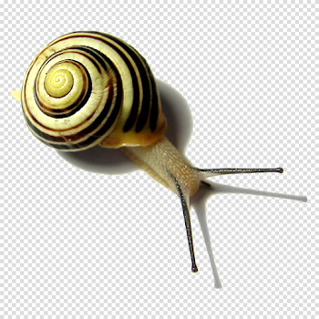 Snail PNG Pic