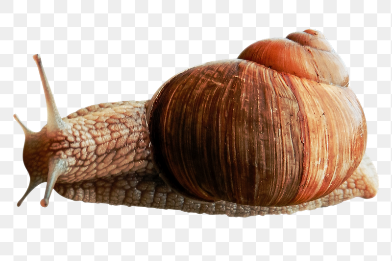 Snail png sticker, animal image, | Free PNG - rawpixel