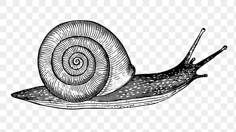 Snail png sticker, animal vintage | Free PNG - rawpixel