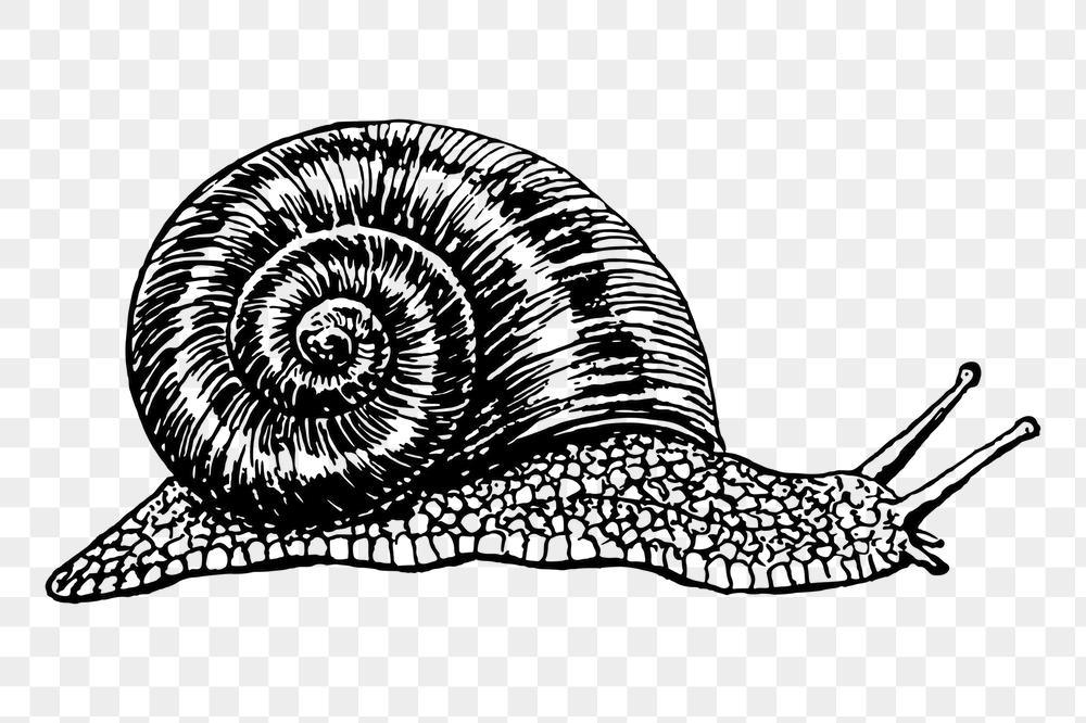 Snail png sticker, vintage animal | Free PNG - rawpixel
