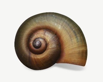 Snail shell  collage element | Free PSD - rawpixel