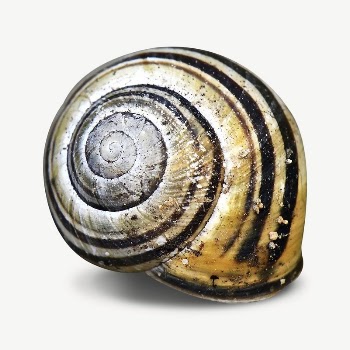 Snail shell collage element psd | Free PSD - rawpixel