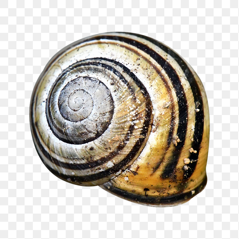 Snail shell png sticker, transparent | Free PNG - rawpixel