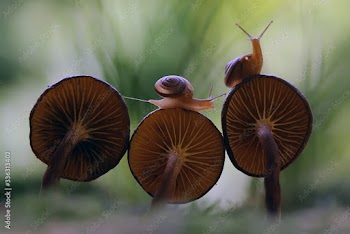 snail with fungus