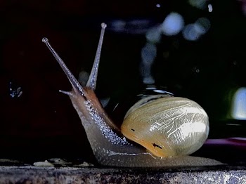 SNAILED 6.jpg