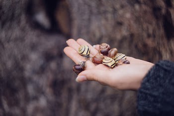 Snails on a palm