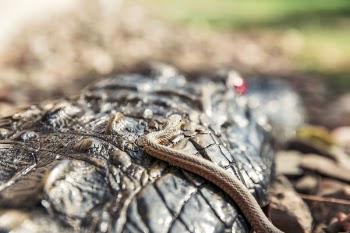 Snake &amp; Alligator Free Photo 