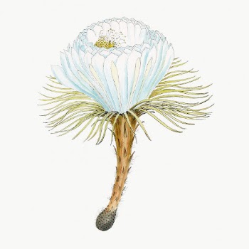 Snake cactus drawing, aesthetic vintage | Free Photo Illustration - rawpixel