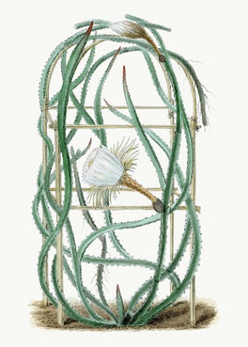 Snake cactus drawing, vintage botanical | Free Vector Illustration - rawpixel