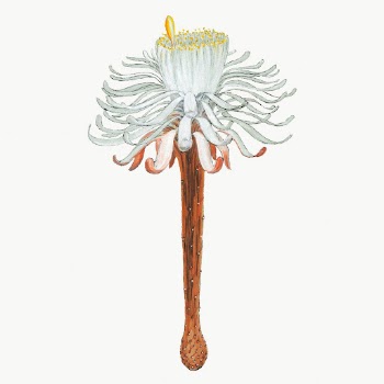 Snake cactus flower drawing, aesthetic | Free Photo Illustration - rawpixel
