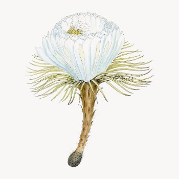 Snake cactus flower drawing, vintage | Free Vector Illustration - rawpixel