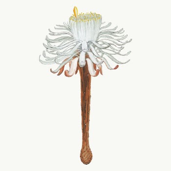 Snake cactus flower illustration, aesthetic | Free Vector Illustration - rawpixel