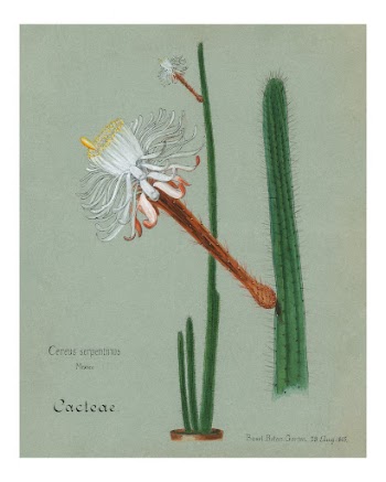 Snake cactus vintage art print, | Free Photo - rawpixel