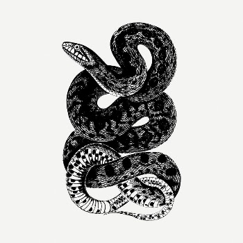 Snake clipart illustration psd. Free | Free PSD - rawpixel