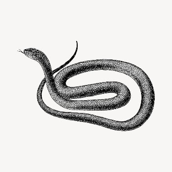 Snake clipart, vintage hand drawn | Free Vector - rawpixel