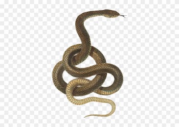 Snake Cliparts Silhouette 14, - Brown Tree Snake No Background