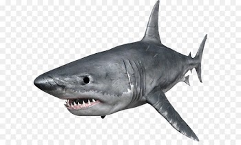 Snake Crocodile Animal Shark Venom - Shark PNG 