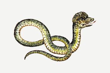 Snake drawing, animal illustration psd. | Free PSD Illustration - rawpixel