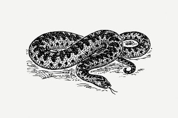 Snake drawing, animal illustration psd. | Free PSD Illustration - rawpixel