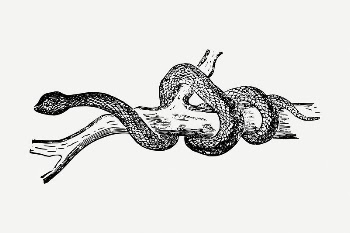 Snake drawing, vintage animal illustration | Free PSD - rawpixel
