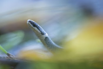 Snake. Free public domain CC0 | Free Photo - rawpixel