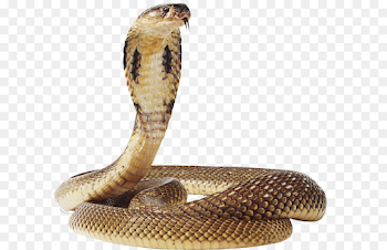 Snake Green anaconda - Snake Png Image png download - 1399*1248 ...