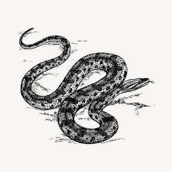 Snake illustration clipart vector. Free | Free Vector - rawpixel