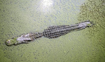 Snake on Floor