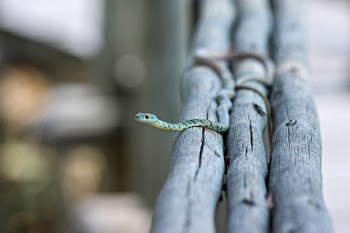 Snake on Grey Wood