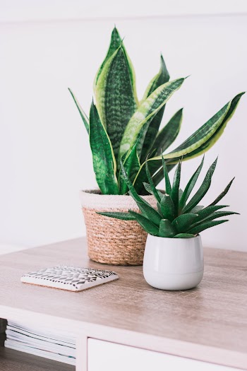 Snake Plant In A Pot