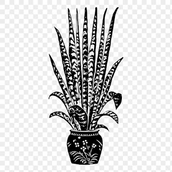 Snake plant png sticker vintage | Free PNG - rawpixel