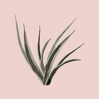 Snake plant sticker, houseplant botanical | Free Vector - rawpixel