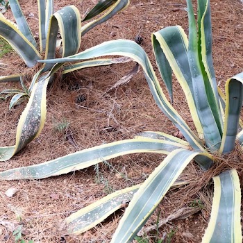 Snake Plants