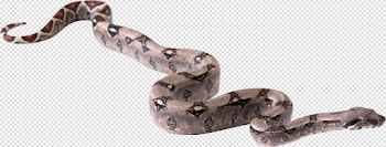 Snake PNG | Animal PNG | Pinterest | Animal