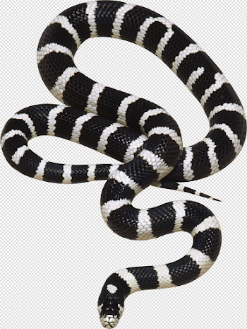 Snake PNG image, free download png picture snakes