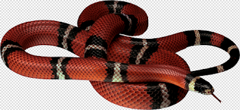 Snake PNG image, free download png picture snakes - Clip Art Library