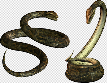 Snake PNG image picture download free