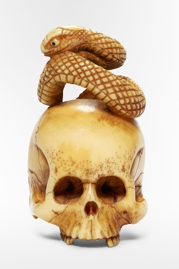 Snake sitting on a skull | Free Photo - rawpixel