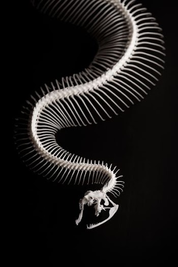 snake skeleton