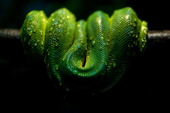 Snake Wrapped In Tree Branch