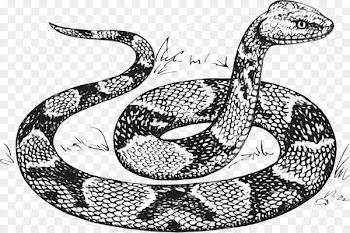 Snakes Drawing Line art Vector graphics Clip art - outline snake 