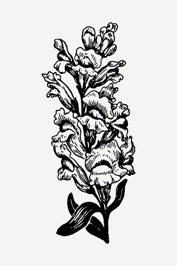 Snapdragon flower drawing, illustration psd. | Free PSD - rawpixel