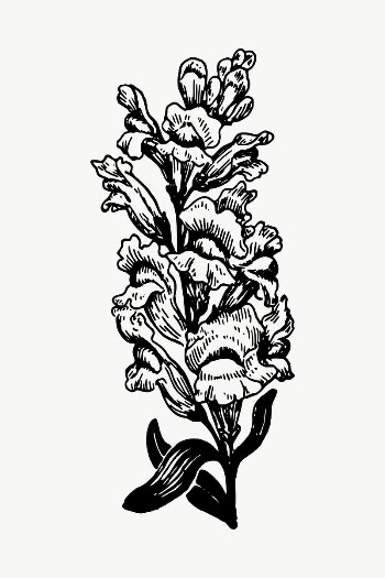 Snapdragon flower drawing, illustration vector. | Free Vector - rawpixel