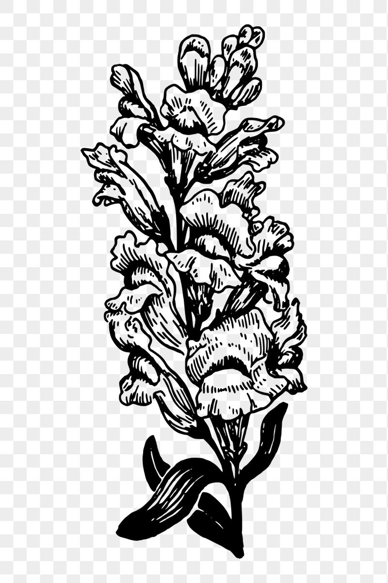 Snapdragon flower png sticker, transparent | Free PNG - rawpixel