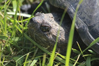 Snapping turtle. Free public domain | Free Photo - rawpixel