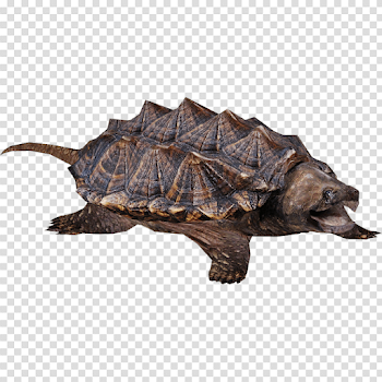 Snapping Turtle transparent PNG - StickPNG