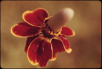 Sneeze Weed Flower Blooming in the Texas | Free Photo - rawpixel