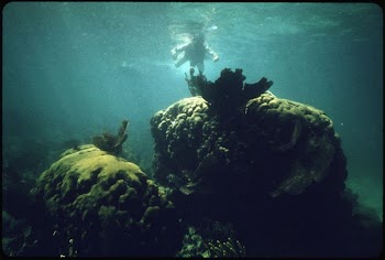 Snorkeler Inspects One of the More | Free Photo - rawpixel