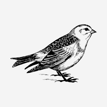 Snow bunting bird drawing, vintage | Free Photo - rawpixel