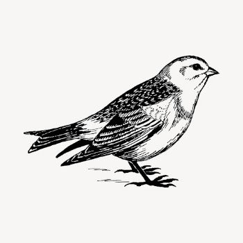 Snow bunting bird drawing, vintage | Free Vector - rawpixel